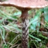 Paprastasis kelmutis - Armillaria mellea | Fotografijos autorius : Ramunė Vakarė | © Macrogamta.lt | Šis tinklapis priklauso bendruomenei kuri domisi makro fotografija ir fotografuoja gyvąjį makro pasaulį.