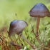 Vėlyvoji šalmabudė - Mycena tintinnabulum | Fotografijos autorius : Gintautas Steiblys | © Macrogamta.lt | Šis tinklapis priklauso bendruomenei kuri domisi makro fotografija ir fotografuoja gyvąjį makro pasaulį.