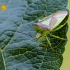 Gudobelinė skydblakė | Hawthorn shield bug | Acanthosoma haemorrhoidale | Fotografijos autorius : Darius Baužys | © Macrogamta.lt | Šis tinklapis priklauso bendruomenei kuri domisi makro fotografija ir fotografuoja gyvąjį makro pasaulį.