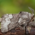 Gudobelinis verpikas - Trichiura crataegi ♂ | Fotografijos autorius : Žilvinas Pūtys | © Macrogamta.lt | Šis tinklapis priklauso bendruomenei kuri domisi makro fotografija ir fotografuoja gyvąjį makro pasaulį.