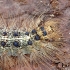 Gypsy moth - Lymantria dispar, caterpillar | Fotografijos autorius : Kazimieras Martinaitis | © Macronature.eu | Macro photography web site