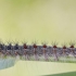 Gypsy moth - Lymantria dispar, caterpillar | Fotografijos autorius : Gediminas Gražulevičius | © Macronature.eu | Macro photography web site