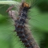 Gypsy moth - Lymantria dispar, caterpillar | Fotografijos autorius : Gintautas Steiblys | © Macronature.eu | Macro photography web site