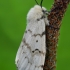 Gypsy moth - Lymantria dispar, female | Fotografijos autorius : Gintautas Steiblys | © Macronature.eu | Macro photography web site