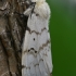 Neporinis verpikas - Lymantria dispar, patelė | Fotografijos autorius : Gintautas Steiblys | © Macronature.eu | Macro photography web site