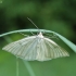 Gyslotasis sprindžius - Siona lineata | Fotografijos autorius : Vytautas Gluoksnis | © Macrogamta.lt | Šis tinklapis priklauso bendruomenei kuri domisi makro fotografija ir fotografuoja gyvąjį makro pasaulį.