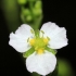 Gyslotinis dumblialaiškis - Alisma plantago-aquatica | Fotografijos autorius : Ramunė Vakarė | © Macrogamta.lt | Šis tinklapis priklauso bendruomenei kuri domisi makro fotografija ir fotografuoja gyvąjį makro pasaulį.