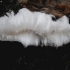 Hair ice - Exidiopsis effusa | Fotografijos autorius : Aleksandras Stabrauskas | © Macronature.eu | Macro photography web site