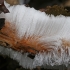 Hair ice - Exidiopsis effusa | Fotografijos autorius : Gintautas Steiblys | © Macronature.eu | Macro photography web site