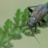 Hairy Plant Bug - Orthocephalus coriaceus | Fotografijos autorius : Gintautas Steiblys | © Macronature.eu | Macro photography web site