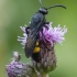 Hairy scoliid wasp - Scolia hirta ♂ | Fotografijos autorius : Žilvinas Pūtys | © Macronature.eu | Macro photography web site