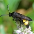 Hairy scoliid wasp - Scolia hirta | Fotografijos autorius : Romas Ferenca | © Macronature.eu | Macro photography web site