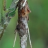 Hairy sweep - Canephora hirsuta, caterpillar bag  | Fotografijos autorius : Gintautas Steiblys | © Macronature.eu | Macro photography web site