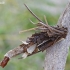 Hairy sweep - Canephora hirsuta, caterpillar bag | Fotografijos autorius : Gintautas Steiblys | © Macronature.eu | Macro photography web site