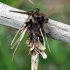 Hairy sweep - Canephora hirsuta, caterpillar bag | Fotografijos autorius : Algirdas Vilkas | © Macronature.eu | Macro photography web site