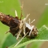 Hairy sweep - Canephora hirsuta, caterpillar bag | Fotografijos autorius : Gintautas Steiblys | © Macronature.eu | Macro photography web site