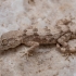 Hajar Tuberculated Gecko - Trachydactylus hajarensis | Fotografijos autorius : Žilvinas Pūtys | © Macronature.eu | Macro photography web site