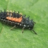 Harlequin Ladybird - Harmonia axyridis, larva | Fotografijos autorius : Gintautas Steiblys | © Macronature.eu | Macro photography web site