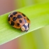 Harlequin ladybird | Harmonia axyridis | Fotografijos autorius : Darius Baužys | © Macronature.eu | Macro photography web site