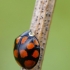 Harlequin ladybird - Harmonia axyridis f. axyridis | Fotografijos autorius : Deividas Makavičius | © Macronature.eu | Macro photography web site