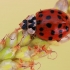 Harlequin ladybird - Harmonia axyridis f. succinea | Fotografijos autorius : Gintautas Steiblys | © Macronature.eu | Macro photography web site