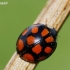 Harlequin ladybird - Harmonia axyridis | Fotografijos autorius : Deividas Makavičius | © Macronature.eu | Macro photography web site