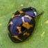 Harlequin ladybird - Harmonia axyridis | Fotografijos autorius : Kazimieras Martinaitis | © Macronature.eu | Macro photography web site