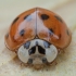 Harlequin ladybird - Harmonia axyridis | Fotografijos autorius : Žilvinas Pūtys | © Macronature.eu | Macro photography web site