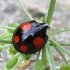 Harlequin ladybird - Harmonia axyridis | Fotografijos autorius : Vytautas Gluoksnis | © Macronature.eu | Macro photography web site