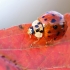 Harlequin ladybird - Harmonia axyridis | Fotografijos autorius : Agnė Našlėnienė | © Macronature.eu | Macro photography web site