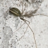 Harvestman Cellar Spider - Pholcus opilionoides ♀ | Fotografijos autorius : Kazimieras Martinaitis | © Macrogamta.lt | Šis tinklapis priklauso bendruomenei kuri domisi makro fotografija ir fotografuoja gyvąjį makro pasaulį.