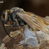 Hatching european hornet (Vespa crabro) | Fotografijos autorius : Gintautas Steiblys | © Macronature.eu | Macro photography web site