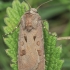 Šauktukinis dirvinukas - Agrotis exclamationis | Fotografijos autorius : Gintautas Steiblys | © Macronature.eu | Macro photography web site