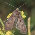 Heart and Dart - Agrotis exclamationis | Fotografijos autorius : Gintautas Steiblys | © Macronature.eu | Macro photography web site