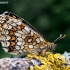 Heath fritillary - Melitaea athalia | Fotografijos autorius : Oskaras Venckus | © Macronature.eu | Macro photography web site