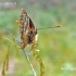 Heath fritillary - Melitaea athalia | Fotografijos autorius : Darius Baužys | © Macronature.eu | Macro photography web site