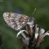 Paprastoji šaškytė - Melitaea athalia | Fotografijos autorius : Žilvinas Pūtys | © Macronature.eu | Macro photography web site