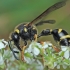 Heath potter wasp - Eumenes coarctatus ♀ | Fotografijos autorius : Gintautas Steiblys | © Macrogamta.lt | Šis tinklapis priklauso bendruomenei kuri domisi makro fotografija ir fotografuoja gyvąjį makro pasaulį.