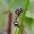 Heath potter wasp - Eumenes coarctatus | Fotografijos autorius : Romas Ferenca | © Macronature.eu | Macro photography web site