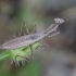 Heldreich's dwarf mantis - Ameles heldreichi | Fotografijos autorius : Žilvinas Pūtys | © Macronature.eu | Macro photography web site