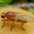 Heleomyzid fly - Suillia sp.  | Fotografijos autorius : Romas Ferenca | © Macrogamta.lt | Šis tinklapis priklauso bendruomenei kuri domisi makro fotografija ir fotografuoja gyvąjį makro pasaulį.