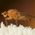 Heleomyzid fly - Suillia sp. | Fotografijos autorius : Žilvinas Pūtys | © Macronature.eu | Macro photography web site
