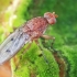 Heleomyzid fly - Suillia sp. | Fotografijos autorius : Gintautas Steiblys | © Macronature.eu | Macro photography web site