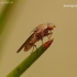 Heleomyzid fly - Suillia sp. | Fotografijos autorius : Romas Ferenca | © Macronature.eu | Macro photography web site