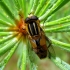 Žiedmusė - Helophilus hybridus | Fotografijos autorius : Vitalii Alekseev | © Macrogamta.lt | Šis tinklapis priklauso bendruomenei kuri domisi makro fotografija ir fotografuoja gyvąjį makro pasaulį.