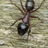 Hercules carpenter ant  - Camponotus herculeanus, soldier | Fotografijos autorius : Gintautas Steiblys | © Macronature.eu | Macro photography web site