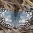 Hesperija - Pyrgus oileus | Fotografijos autorius : Nomeda Vėlavičienė | © Macrogamta.lt | Šis tinklapis priklauso bendruomenei kuri domisi makro fotografija ir fotografuoja gyvąjį makro pasaulį.