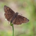 Hesperija - Erynnis horatius | Fotografijos autorius : Deividas Makavičius | © Macrogamta.lt | Šis tinklapis priklauso bendruomenei kuri domisi makro fotografija ir fotografuoja gyvąjį makro pasaulį.