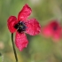 Hibridinė aguona - Papaver hybridum | Fotografijos autorius : Gintautas Steiblys | © Macrogamta.lt | Šis tinklapis priklauso bendruomenei kuri domisi makro fotografija ir fotografuoja gyvąjį makro pasaulį.