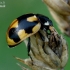 Hieroglyphic Ladybird - Coccinella hieroglyphica  | Fotografijos autorius : Gintautas Steiblys | © Macronature.eu | Macro photography web site